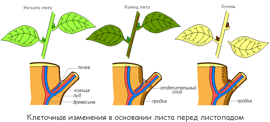 Реферат На Тему Листопад